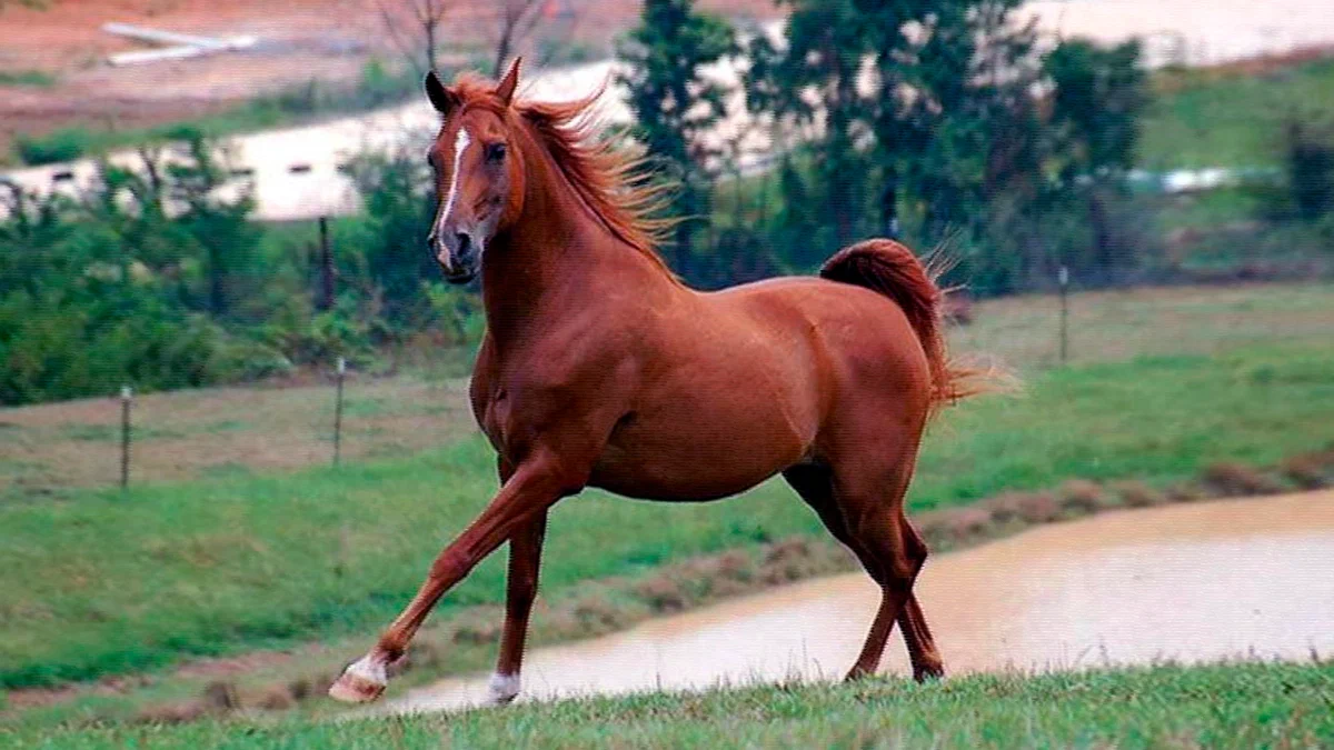 Английская чистокровная лошадь